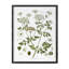 Summer Wildflower Framed Prints