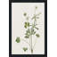 Wispy Botanical II - Peinture-2022620477-2022620486