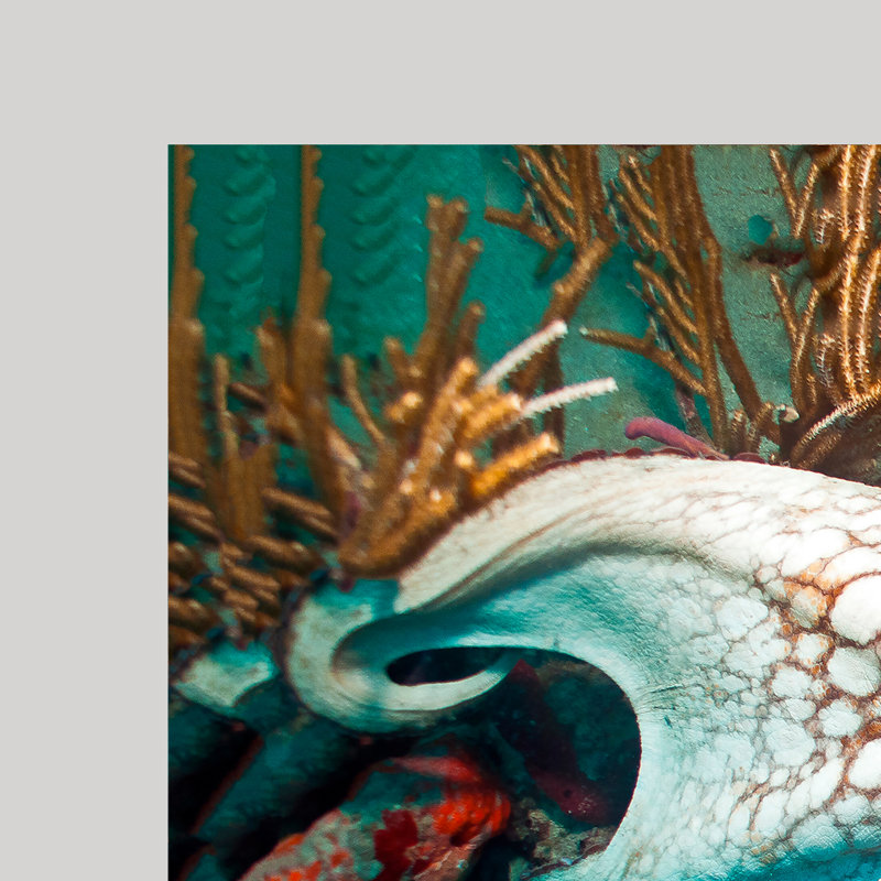 « octopus », reproduction de photo sur toile enroulée