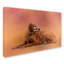 «Golden Retriever in the Sunset», reproduction d'impression sur toile tendue-31383367