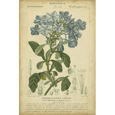 Floral Botanica II by Turpin - Wrapped Canvas Art Prints