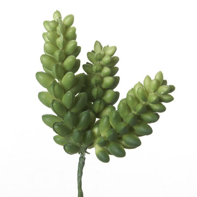 Jet succulent