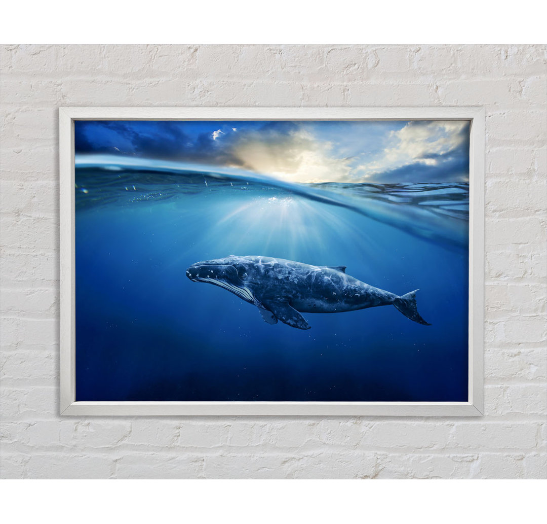 Ocean Whale - Einzelner Bilderrahmen Kunstdrucke auf Leinwand