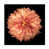 Orange sélectionné