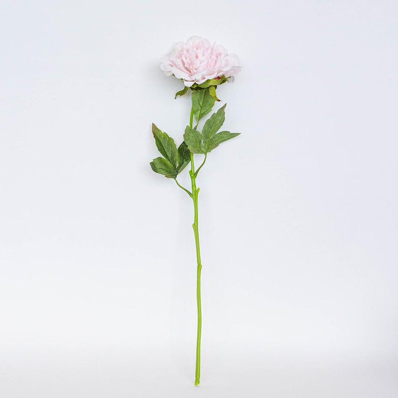 Tige de pivoine rose, Rose
