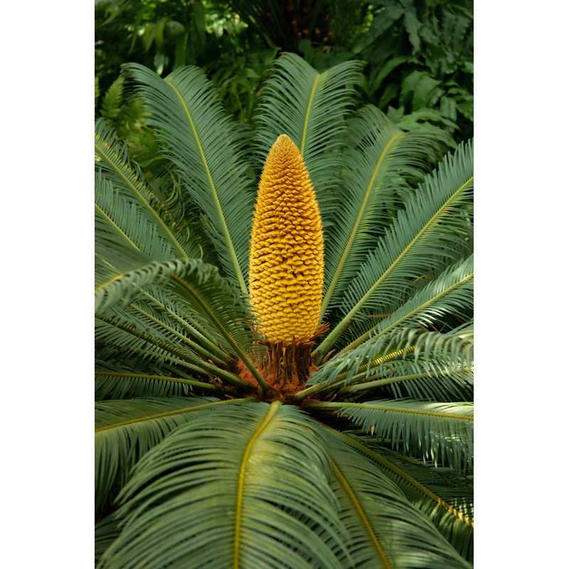 Plants, Sago Cycad - Wrapped Canvas Print, 46cm H x 30cm W x 3.8cm D