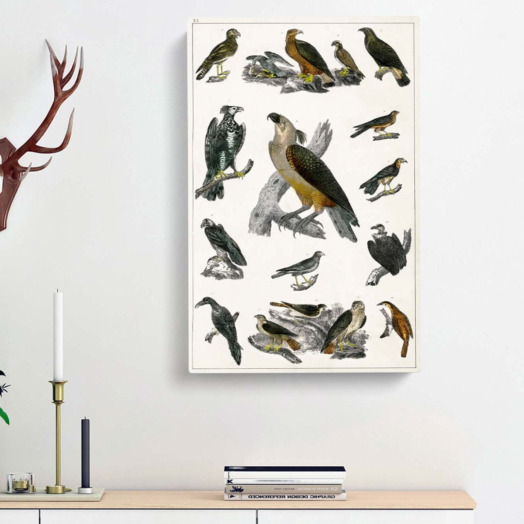 Birds of Prey XX by Oliver Goldsmith - Wrapped Canvas
