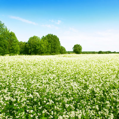 " Buckwheat Field "