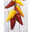 Rope of Chili Peppers - Red Still Life, reproduction d'art encadrée