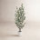 Adalia Eucalyptus Tree in Pot