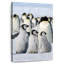 Pingouins glace d'hiver-117129728