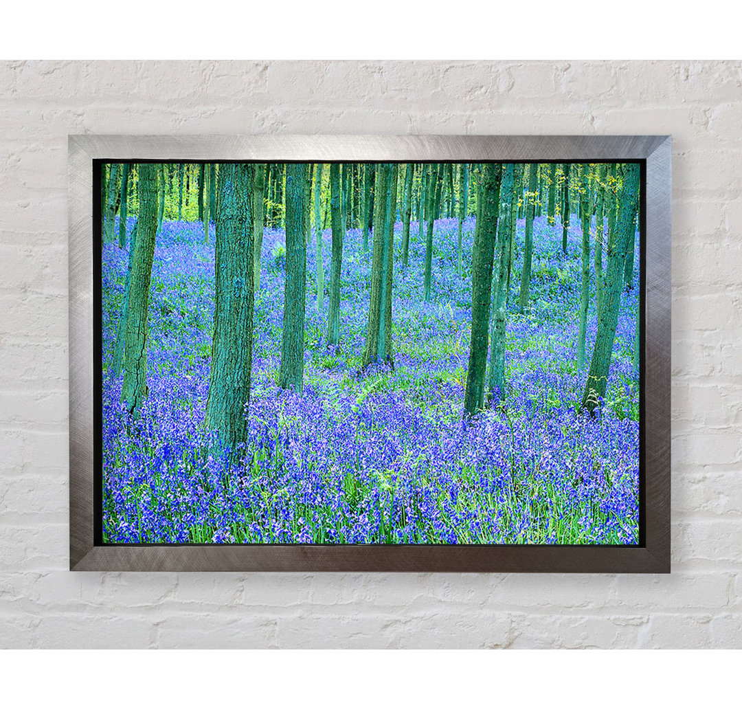 Gerahmtes Leinwandbild Bluebells In The Forest