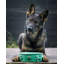 Dog Pet Treat Jar-1759549990