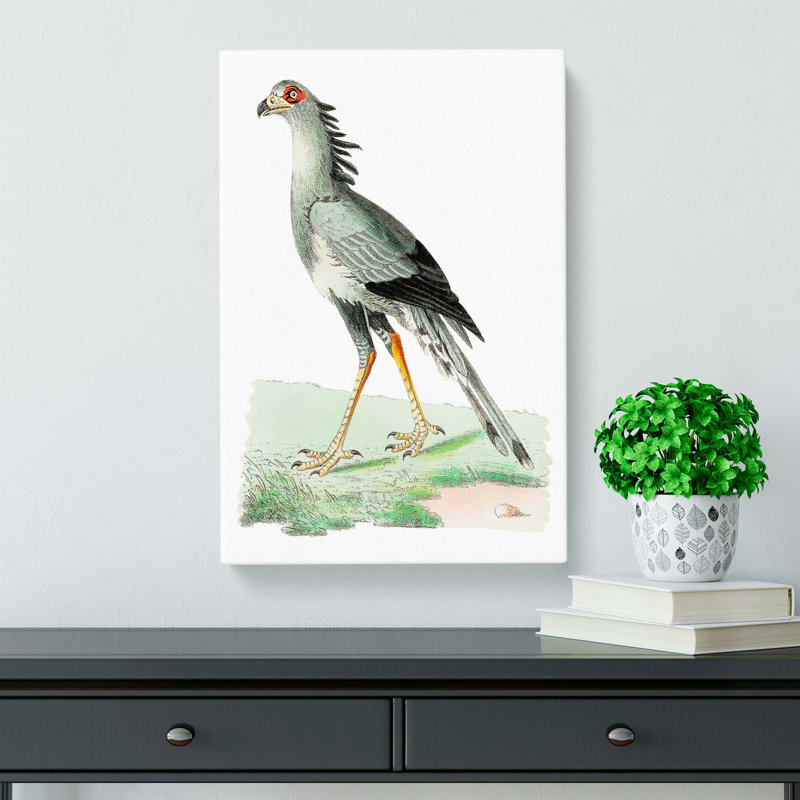 African Snake-Eater Bird by George Shaw - Wrapped Canvas, 60cm H x 40cm W x 3cm D
