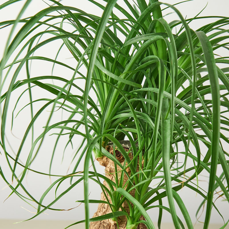 House Plant Shop Live Palm Plant Low Maintenance Plant Rattan