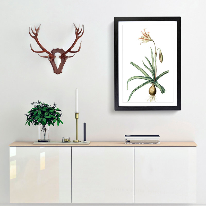 Amaryllis Broussonetii Flowers by Pierre-Joseph Redoute - Single Picture Frame Painting, Black Framed