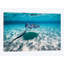 « southern stingrays on the sable », reproduction de photo sur toile-32113133-72034371-72034372
