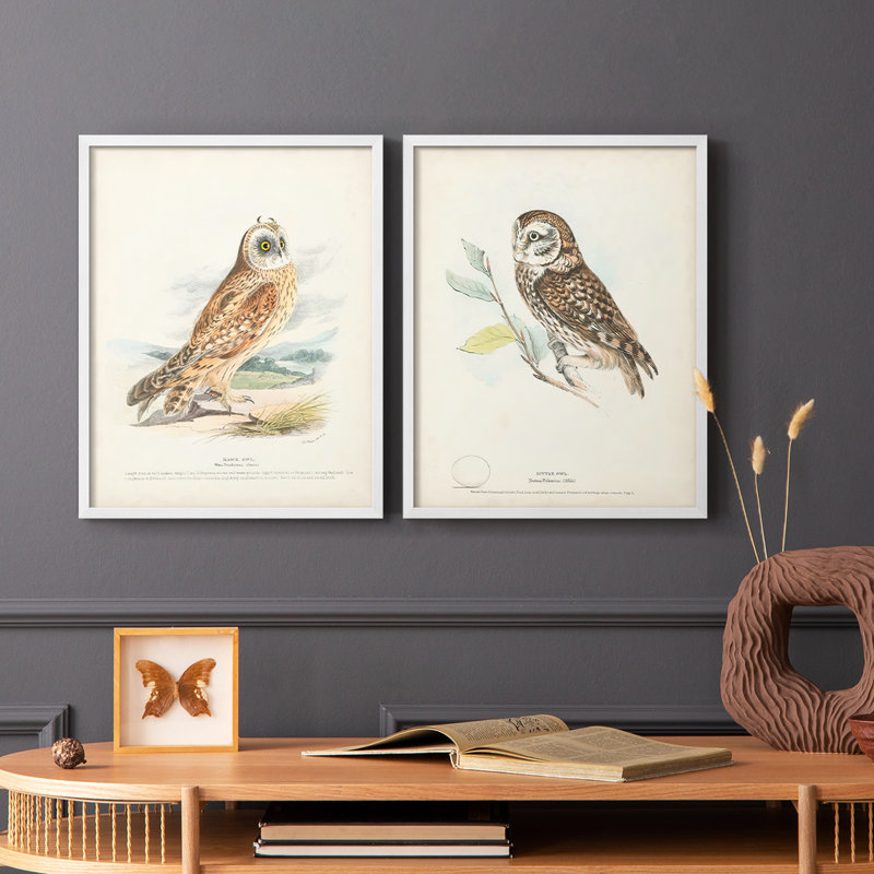 Hawk Owl - reproduction encadrée de qualité supérieure - prête à être accrochée - aucun clou requis - aucun clou requis