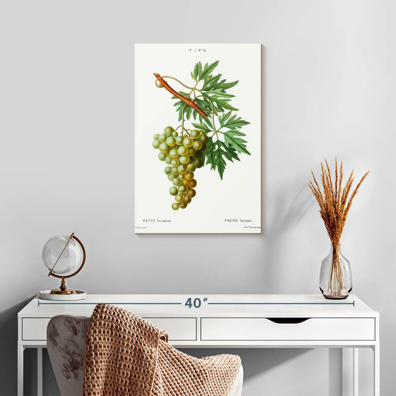 Yarlin Grape Vine - Vitis Laciniata, 24" H x 16" W