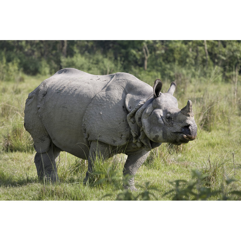 Indian Rhino by Carstenbrandt - Wrapped Canvas Print, 30cm H x 46cm W