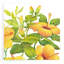 «Watercolor Hibiscus II» par Tim O'Toole, art mural en verre acrylique-1519663277