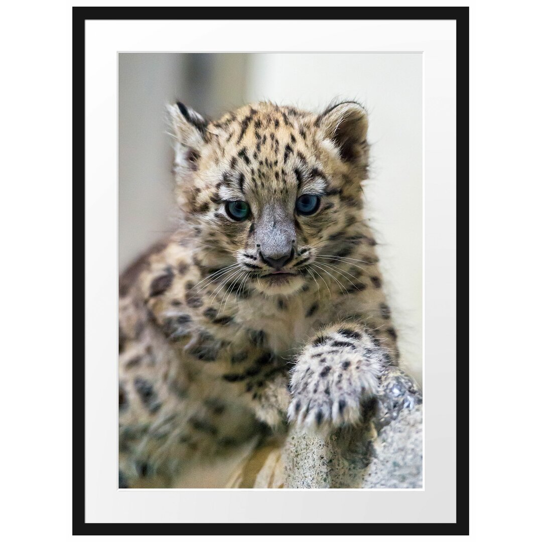 Gerahmtes Poster Leopardenjunges beim Klettern