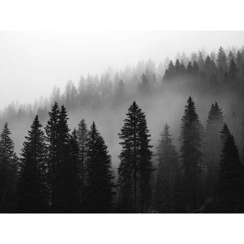 «Black and White Misty Forest Landscape», art mural sur toile tendue, H 36 po x l 48 po