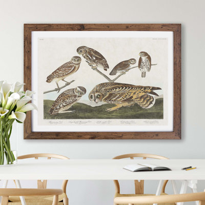 Selection of Owls by John James Audubon - Framed Print