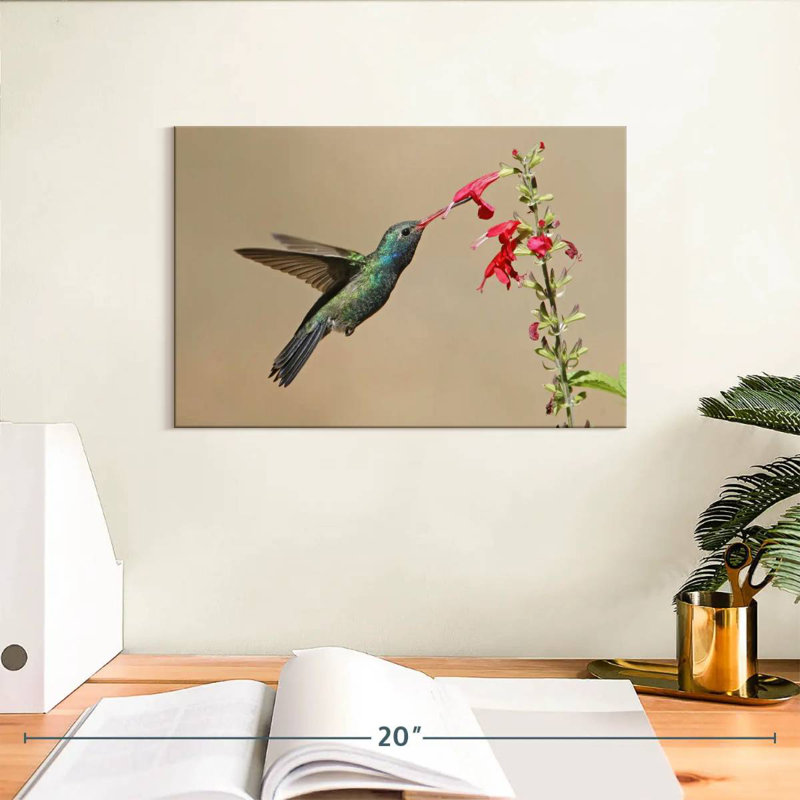Broad-Billed Hummingbird Drinking Nectar, 8" H x 12" W