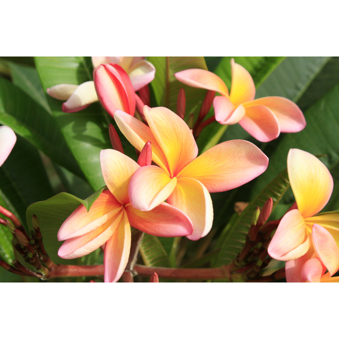 Plumeria Flower von Zelg - Leinwandbild