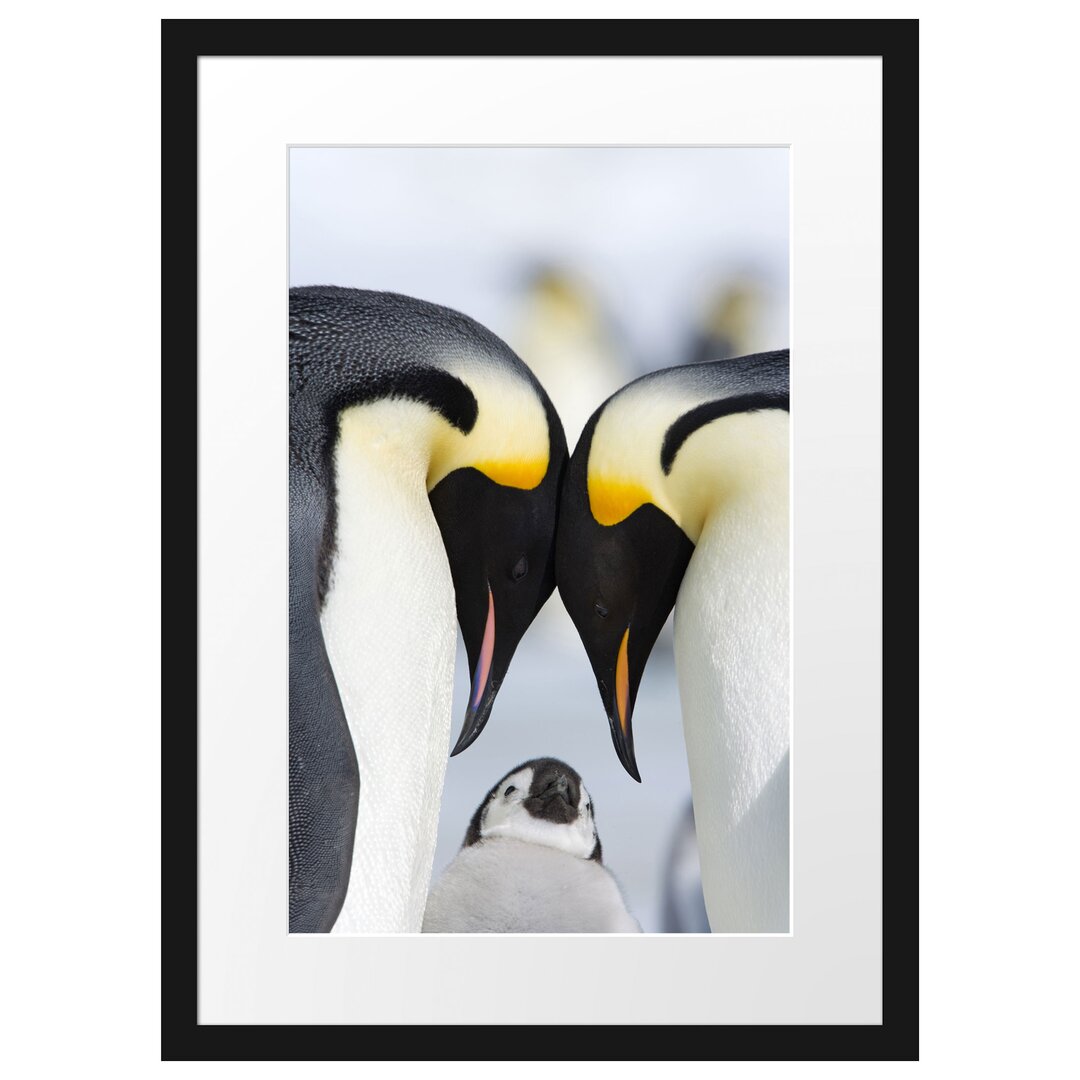 Kaiserpinguin-Pärchen in Liebe Gerahmter Fotokunstdruck