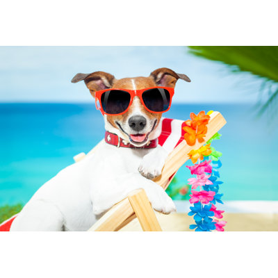 " Dog Summer Vacation "
