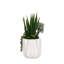 Succulent in Pot