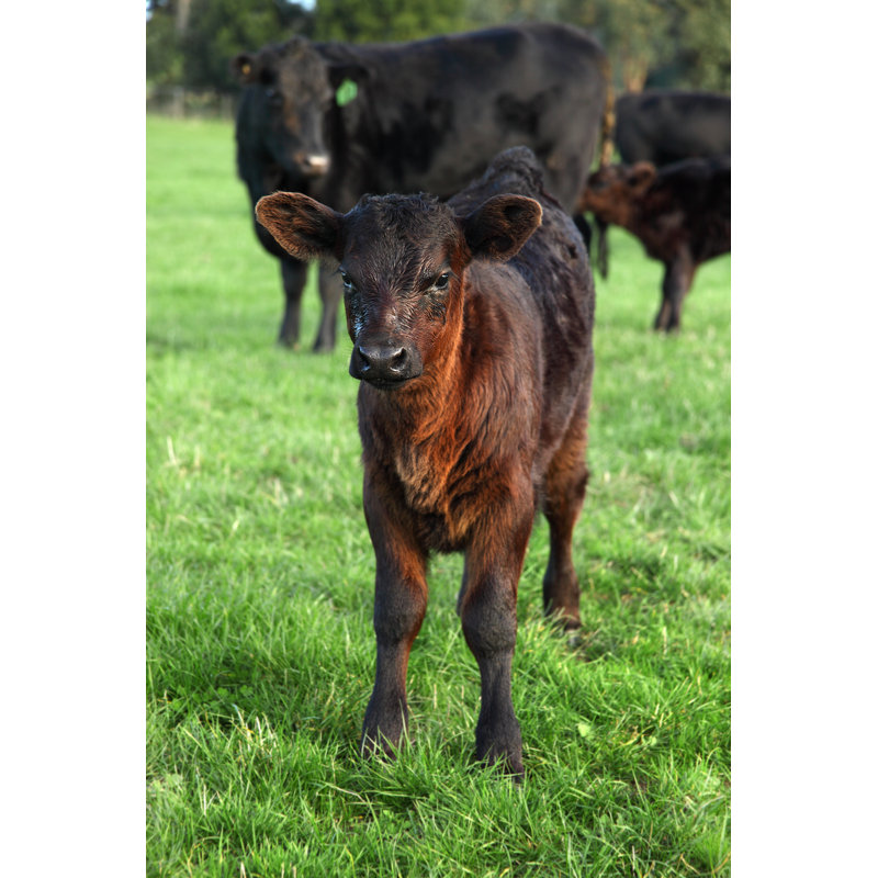 Angus Calf Beef by P-e-t-e - Wrapped Canvas Print, 46cm H x 30cm W
