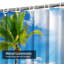 Rideau de douche Palm Beach-1024985579