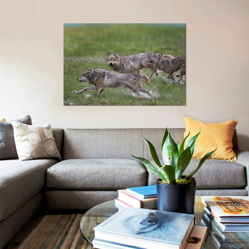 « loup trio running through water, north america », impression sur toile, H 8 po x l 12 po x P 0,75 po, Toile tendue