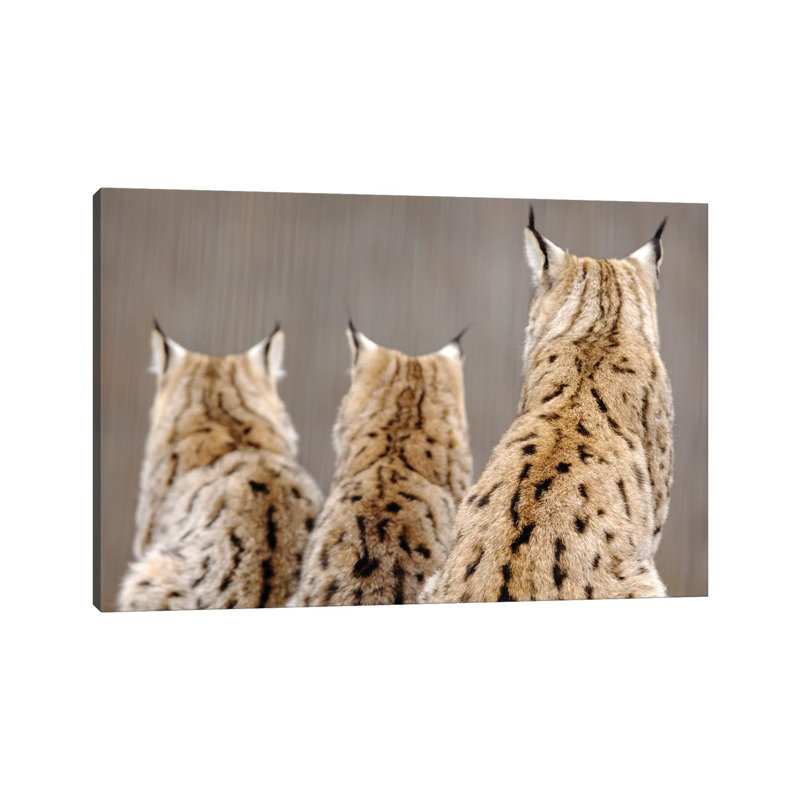 Lynx Back by Goran Anastasovski - Wrapped Canvas Print, 30.48 cm H x 45.72 cm W