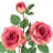 Rose Arrangement-2117403407