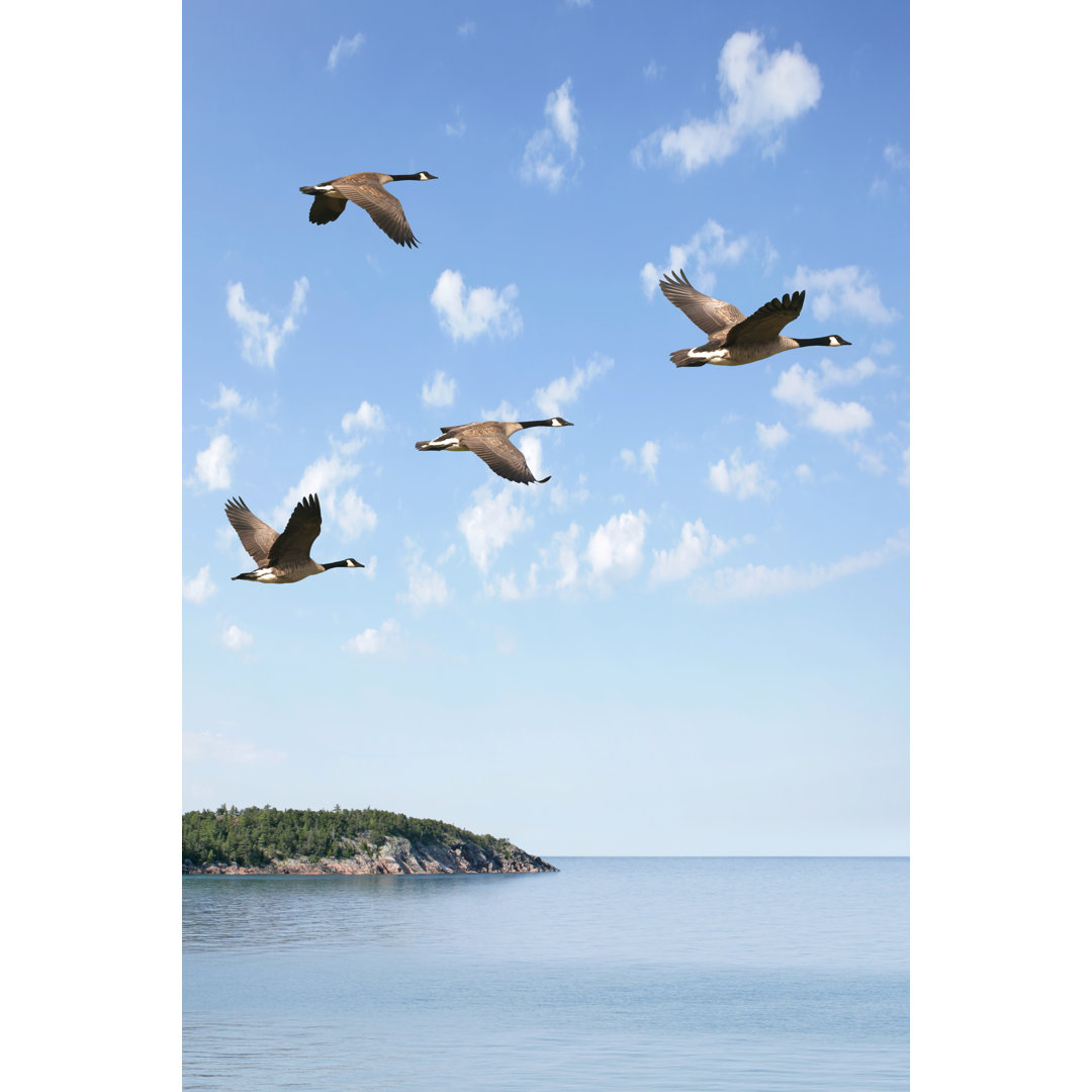 Fliegender Gänseschwarm - Leinwandbild