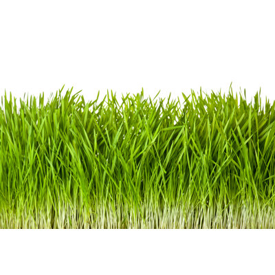 «Green Grass» par Fotofermer - photographie sur toile tendue