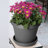Terra Traditional Plastic Indoor/Outdoor Pot Planter-706139629-706139631