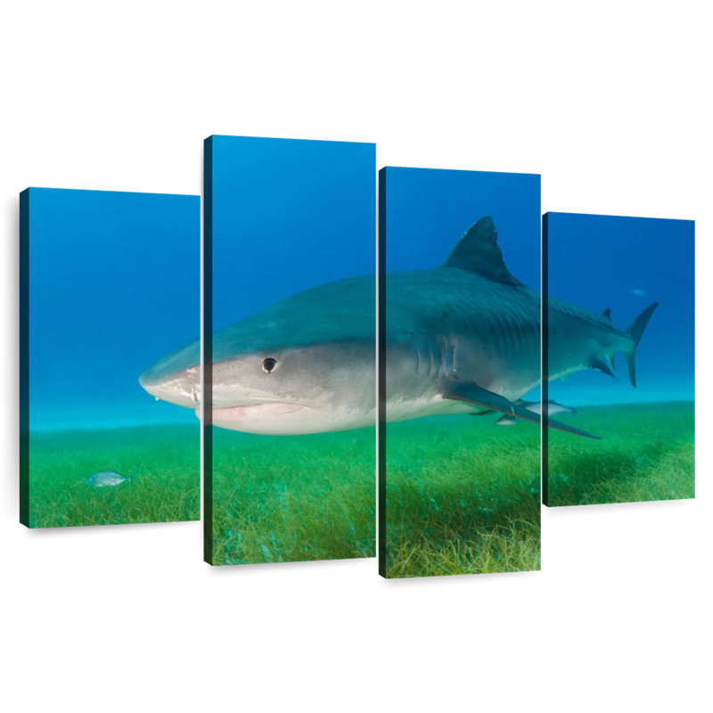 Brampt Tiger Shark On Sea Grass, 32"H x 52"W