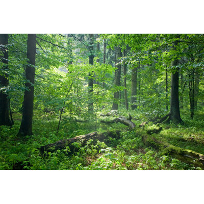 Old Natural Forest - Wrapped Canvas Print