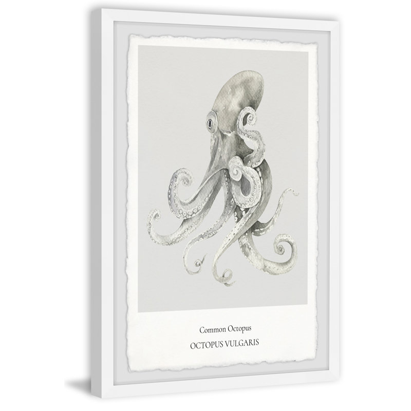 Octopus Vulgaris - Single Picture Frame Print, 45cm H x 38cm W x 3.81cm D