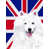 American Eskimo