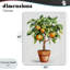 Toile d'arbre orange en pot, design par Shelly Craig-1077880603