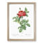 Red Gallic Roses by Pierre-Joseph Redoute - Picture Frame Painting Print-55597857-55597856