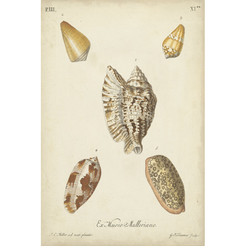 Antique Knorr Shells III by Knorr - Wrapped Canvas Print, 46cm H x 30cm W x 3.8cm D