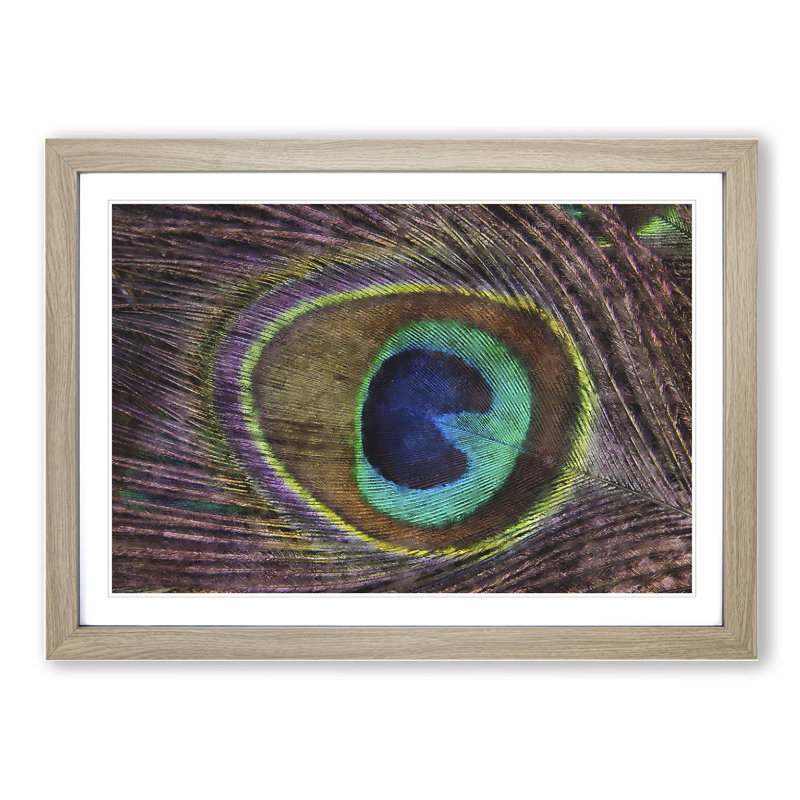 Peacock Feather - Framed Print, 48cm H x 65cm W x 2cm D, Oak Framed