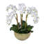 Small Phalaenopsis Orchids, 6 Stems, in Mossed Bowl